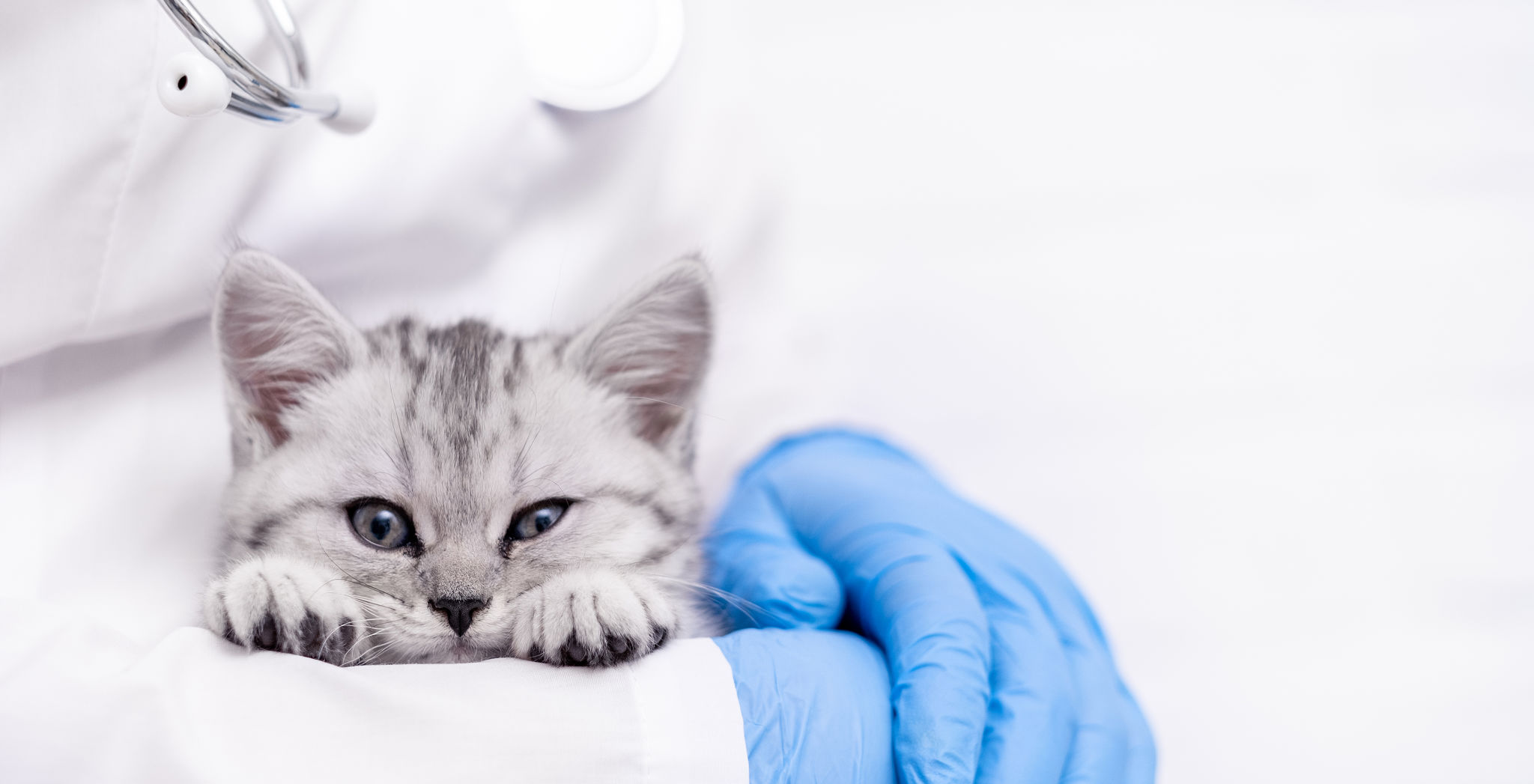 Banner Veterinarian doctor with small gray Scottish kitten in his arms in medical animal clinic. Copyspace for text